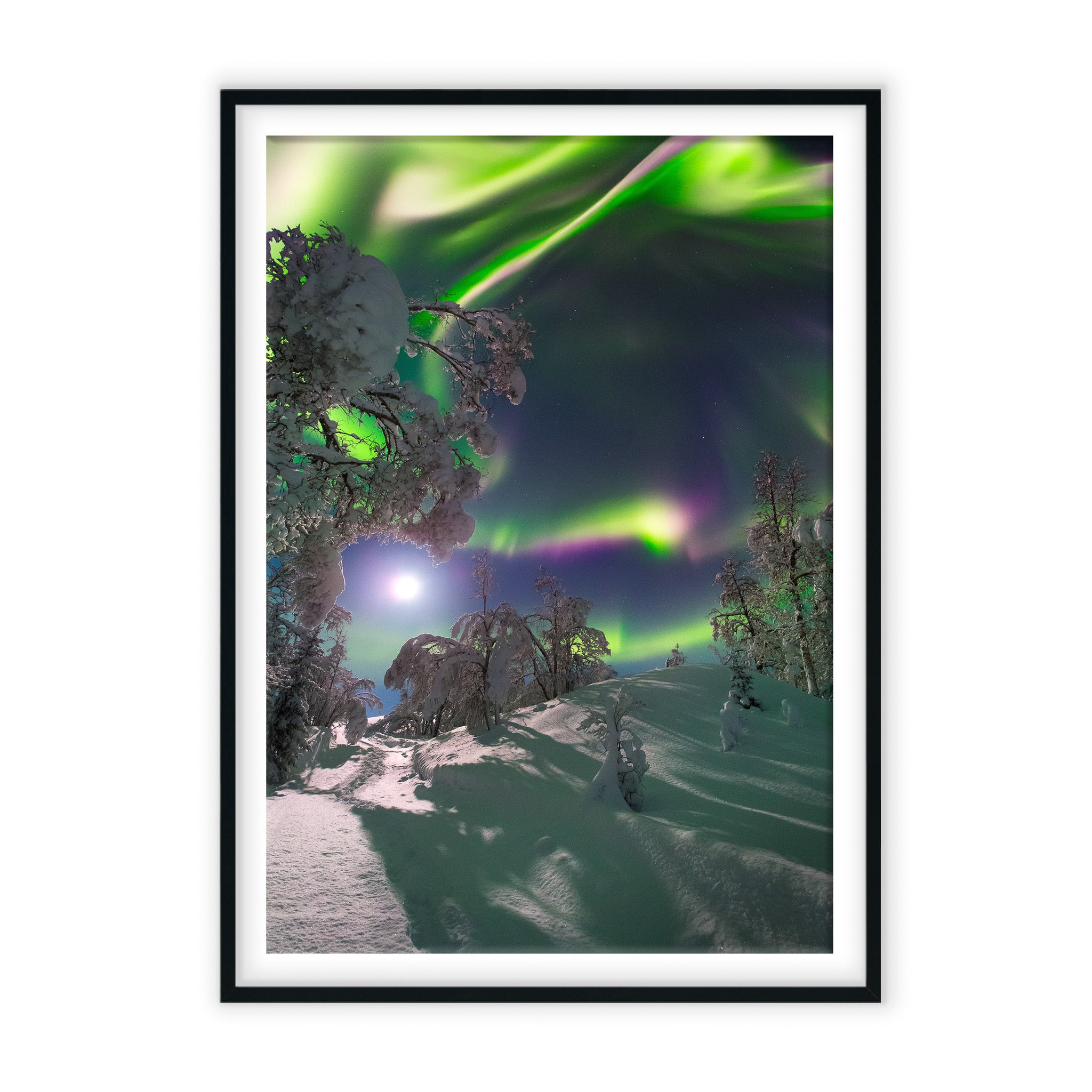 Aurora Moon flower