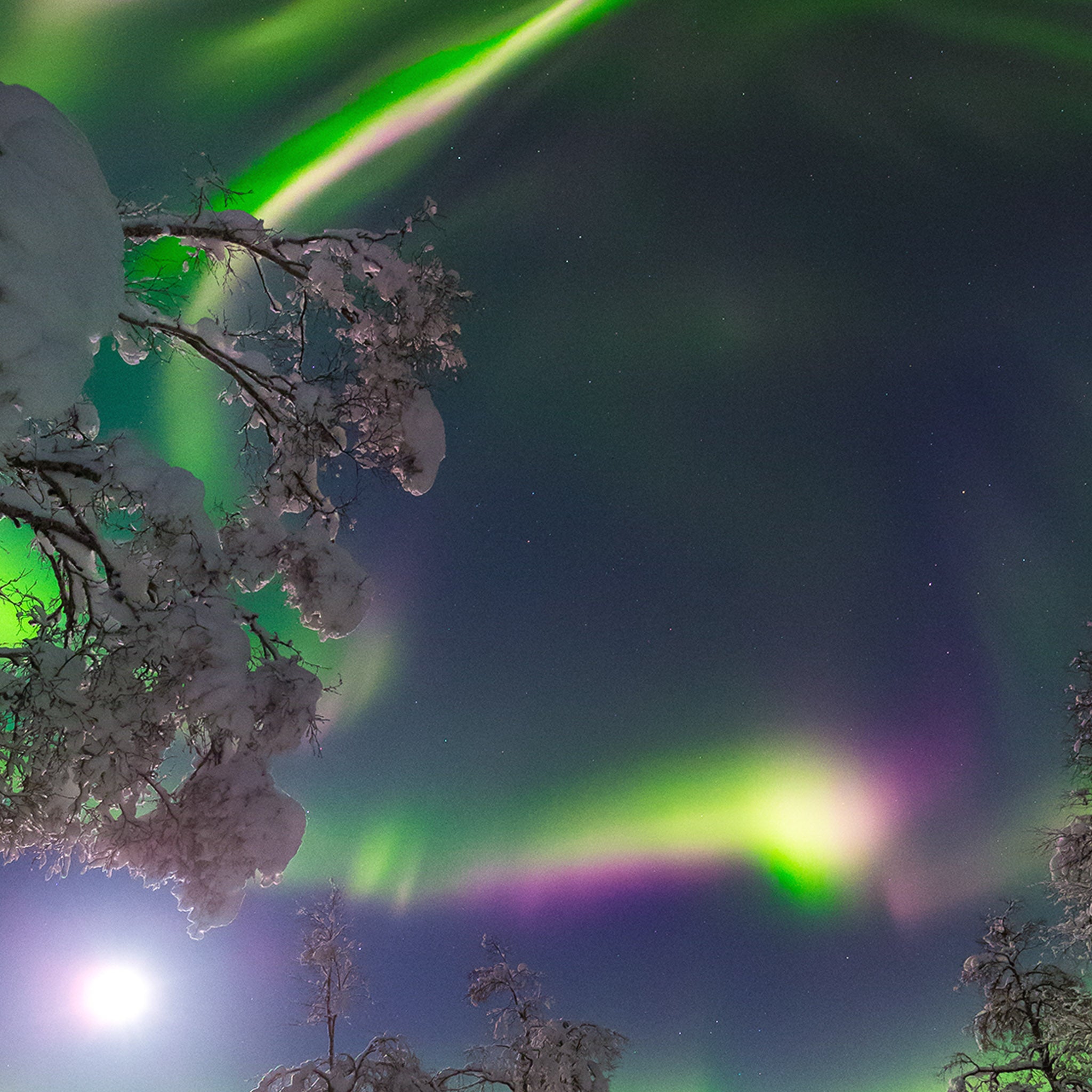 Aurora Moon flower