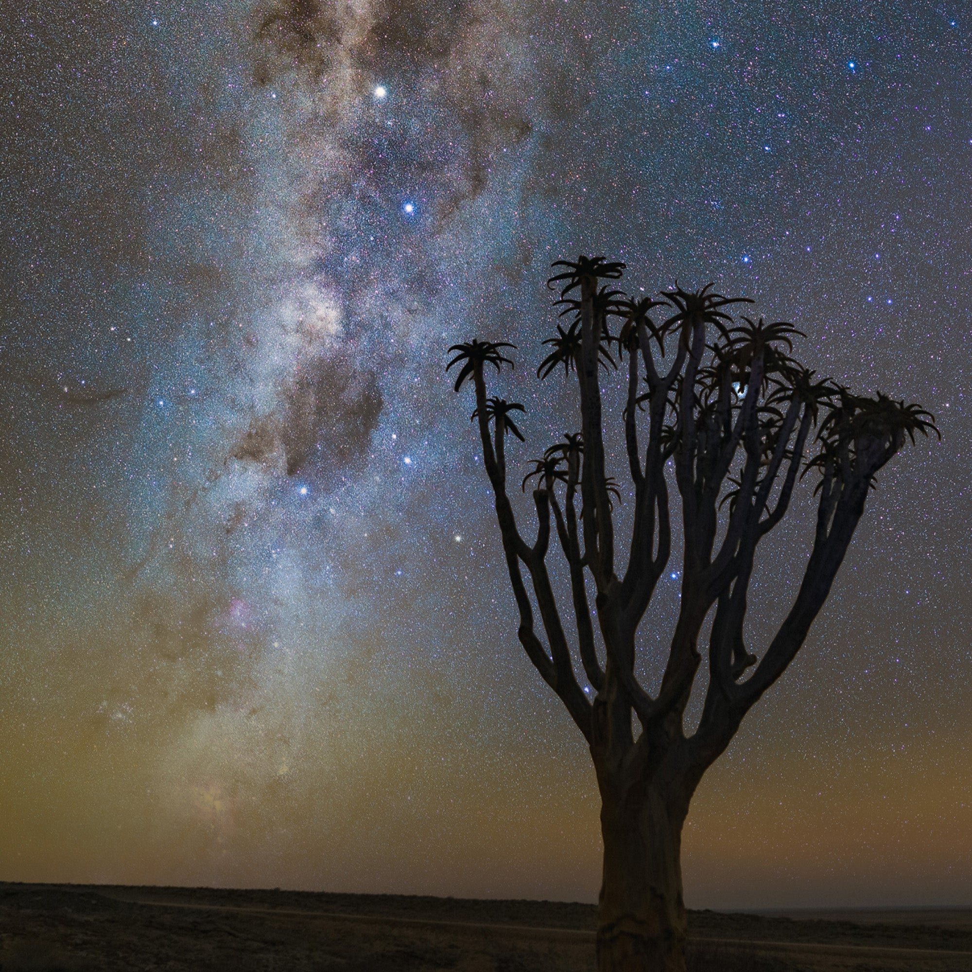 Quiver Tree on Namib Desert - Gigalaxy