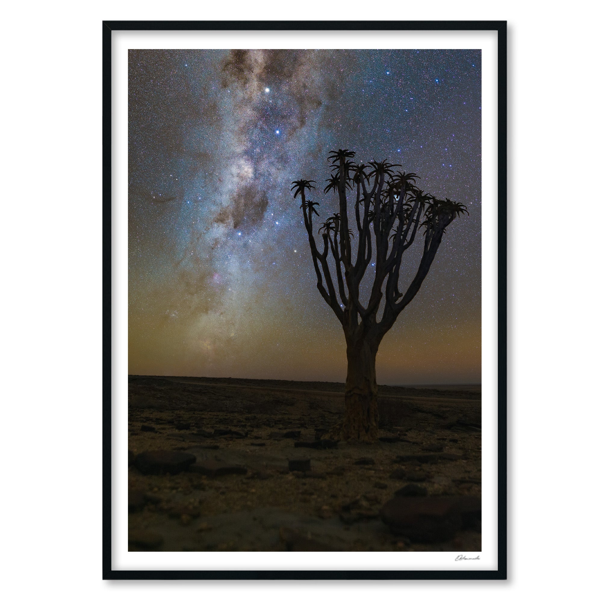 Quiver Tree on Namib Desert - Gigalaxy