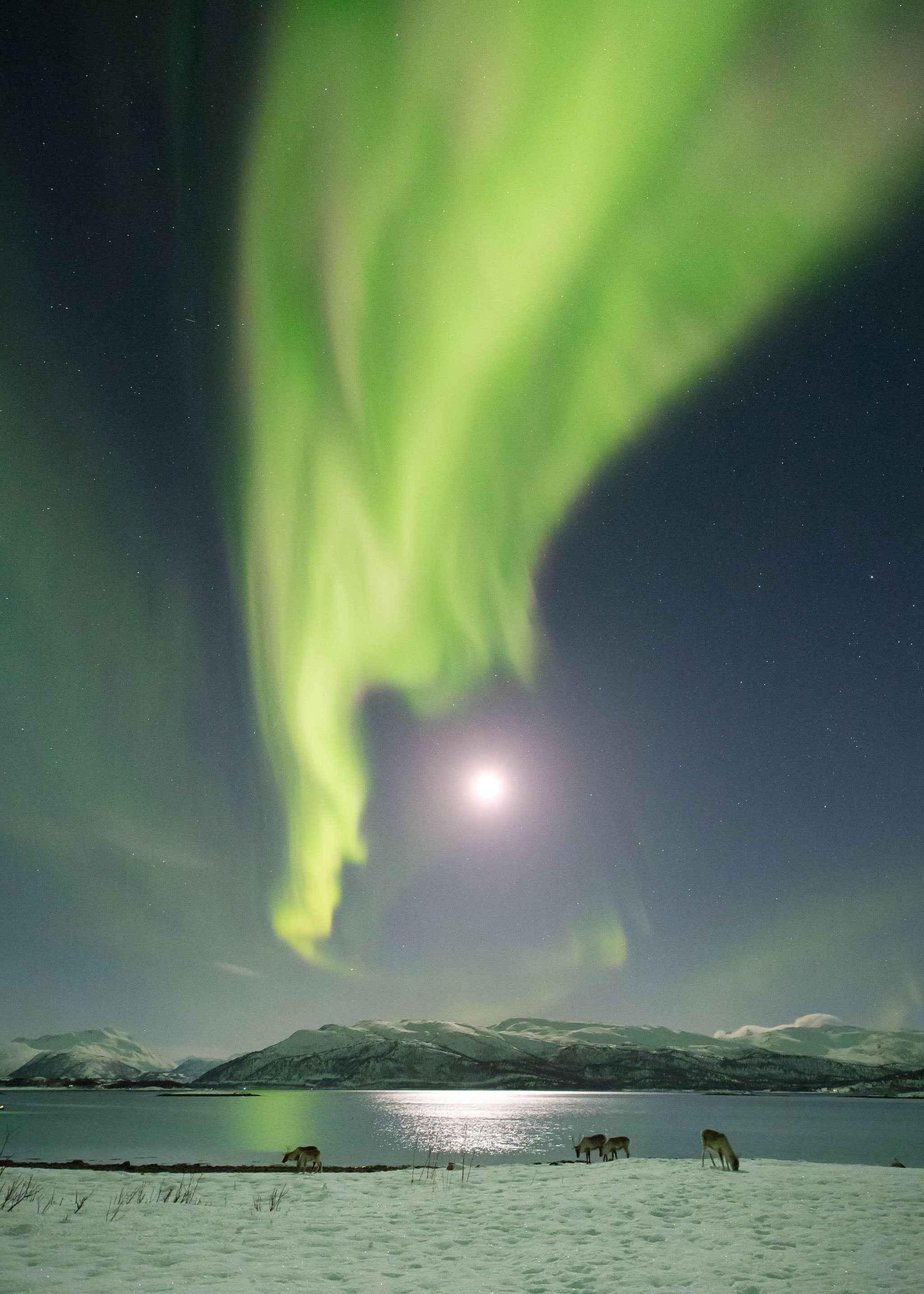 Reindeers grazing by the full Moon